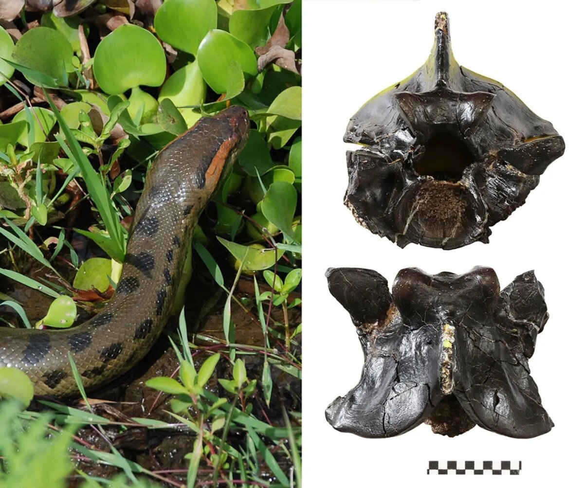 این مار عظیم‌الجثه‌ ۱۲ میلیون سال بدون تغییر باقی مانده