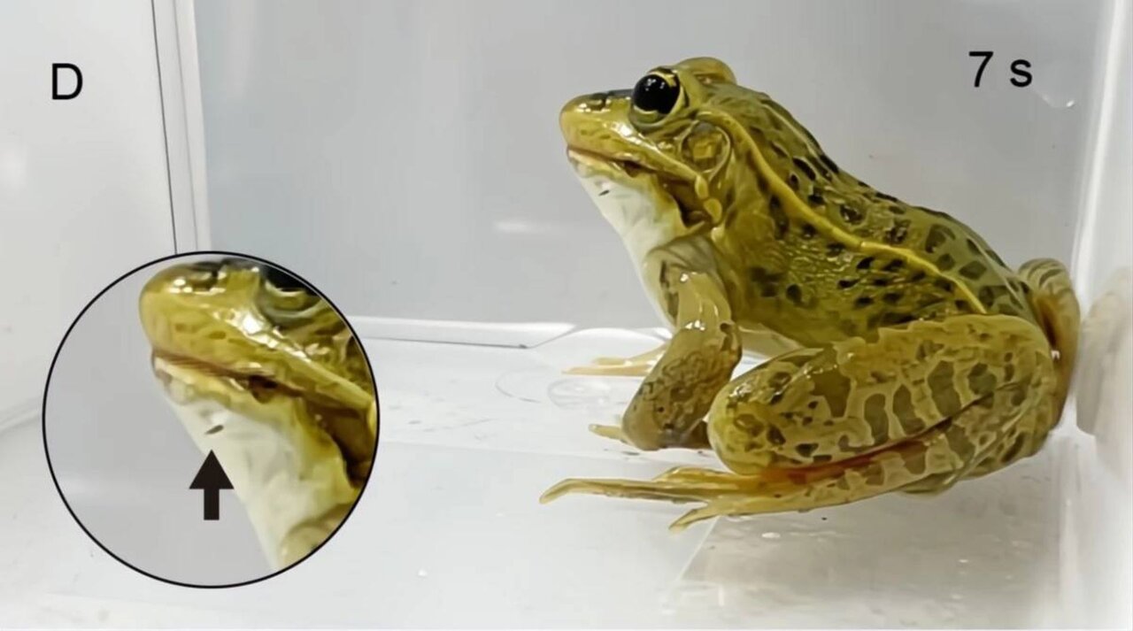 قورباغه برکه