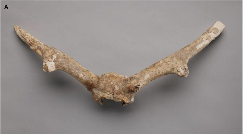 موجودی ناشناخته از دل یخ و زمان: فسیلی که تورنتو را شوکه کرد