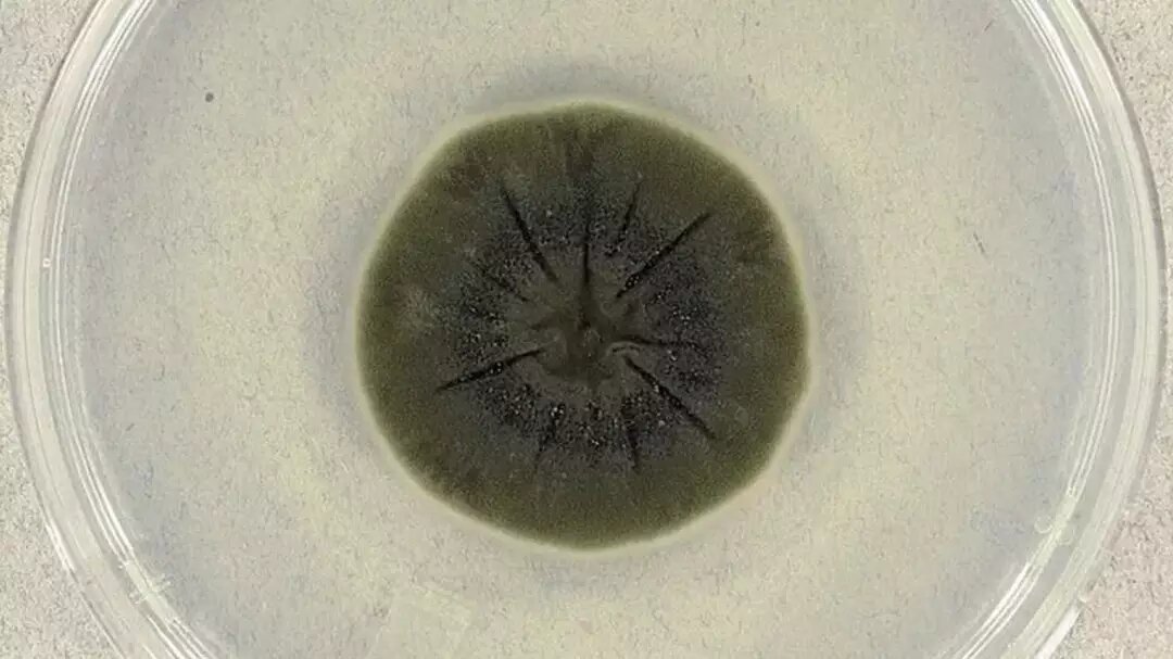 قارچی مرموز در چرنوبیل که از «اشعه مرگبار» تغذیه می‌کند