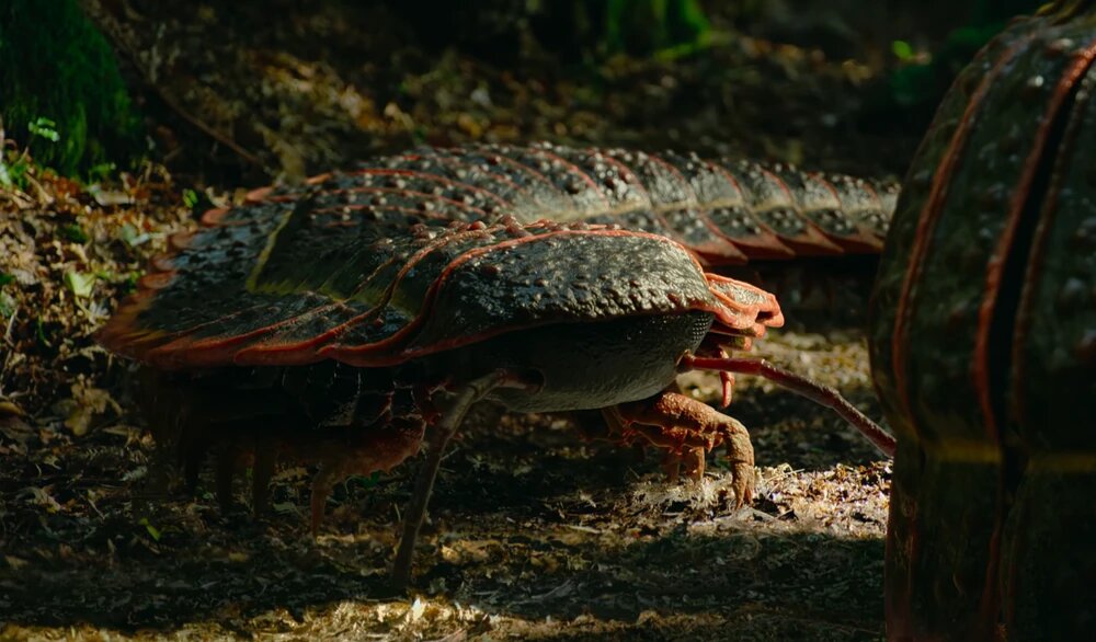 هزارپای غول‌پیکر ۳ متری، هیولایی به اندازه یک خودرو